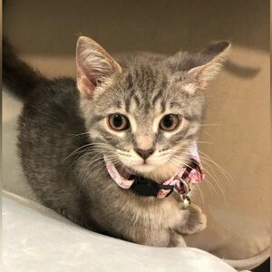 Meet your Posher, Sophia